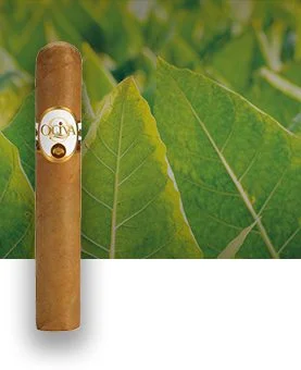 Single Oliva Connecticut Reserve cigar with a tobacco field in the background, showcasing its smooth Connecticut Shade wrapper