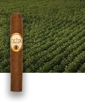 Oliva Serie O cigar resting with a lush tobacco field in the background, showcasing its premium craftsmanship