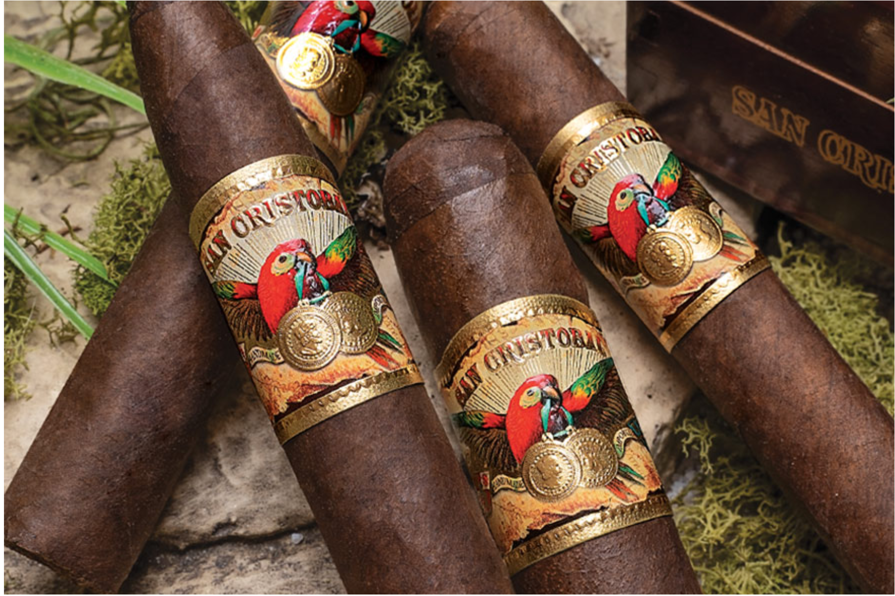 Four San Cristobal Original cigars with dark, rich wrappers and elegant bands arranged in a decorative display, showcasing their premium craftsmanship and refined appeal.