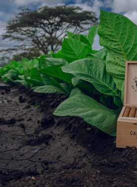 Guardian of the Farm warped de selection - Campeon 6x52, box